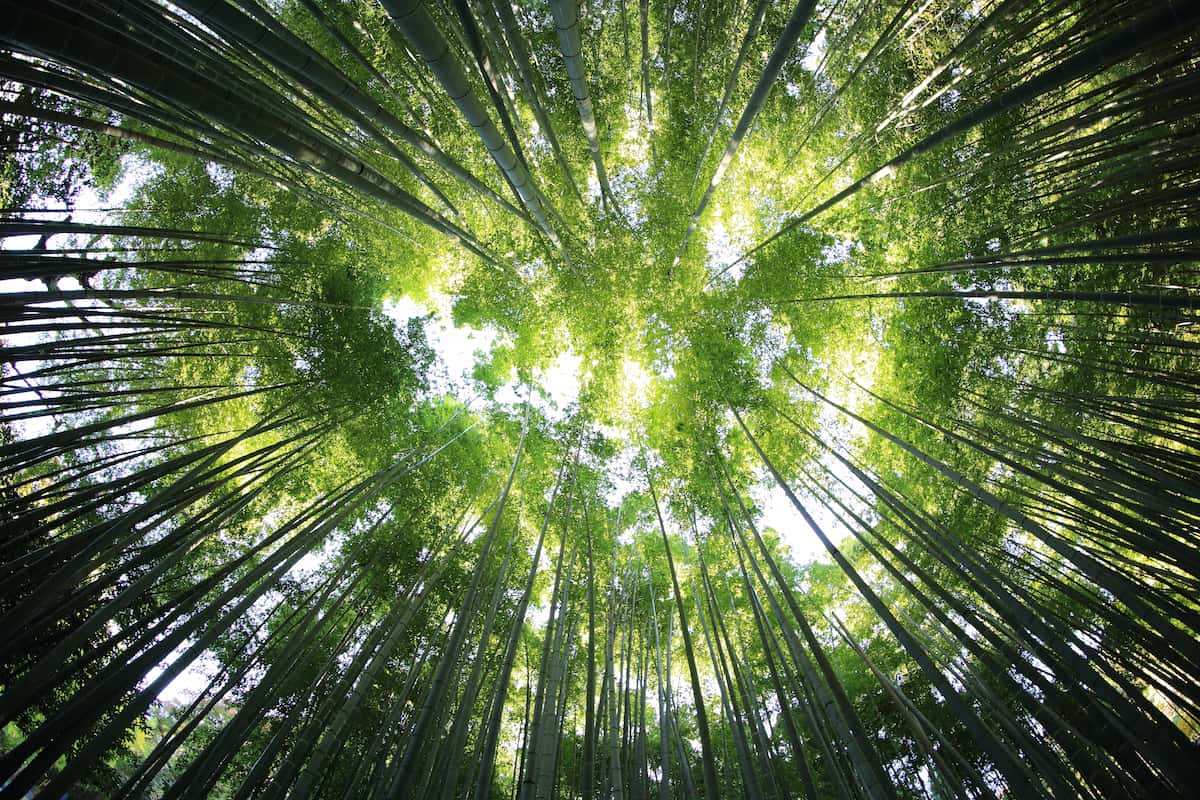 Looking directly up at the sun filtering through tall stems of bamboo