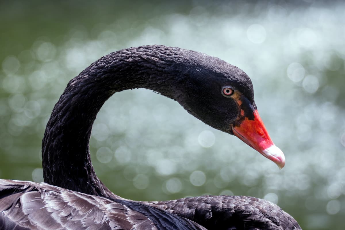 A close-up of a black swan, head and neck curved over its body